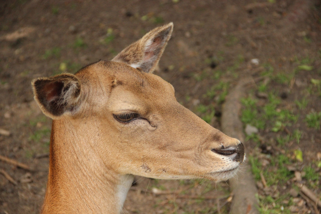 Slovenija center, s.r.o. , Praha IČO 01535048