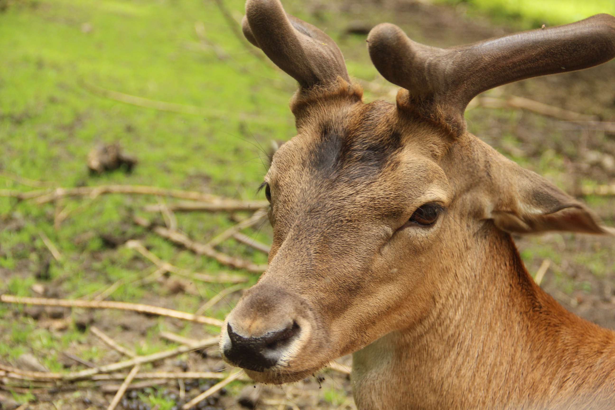 Czech Education Center s.r.o. , Praha IČO 01438701