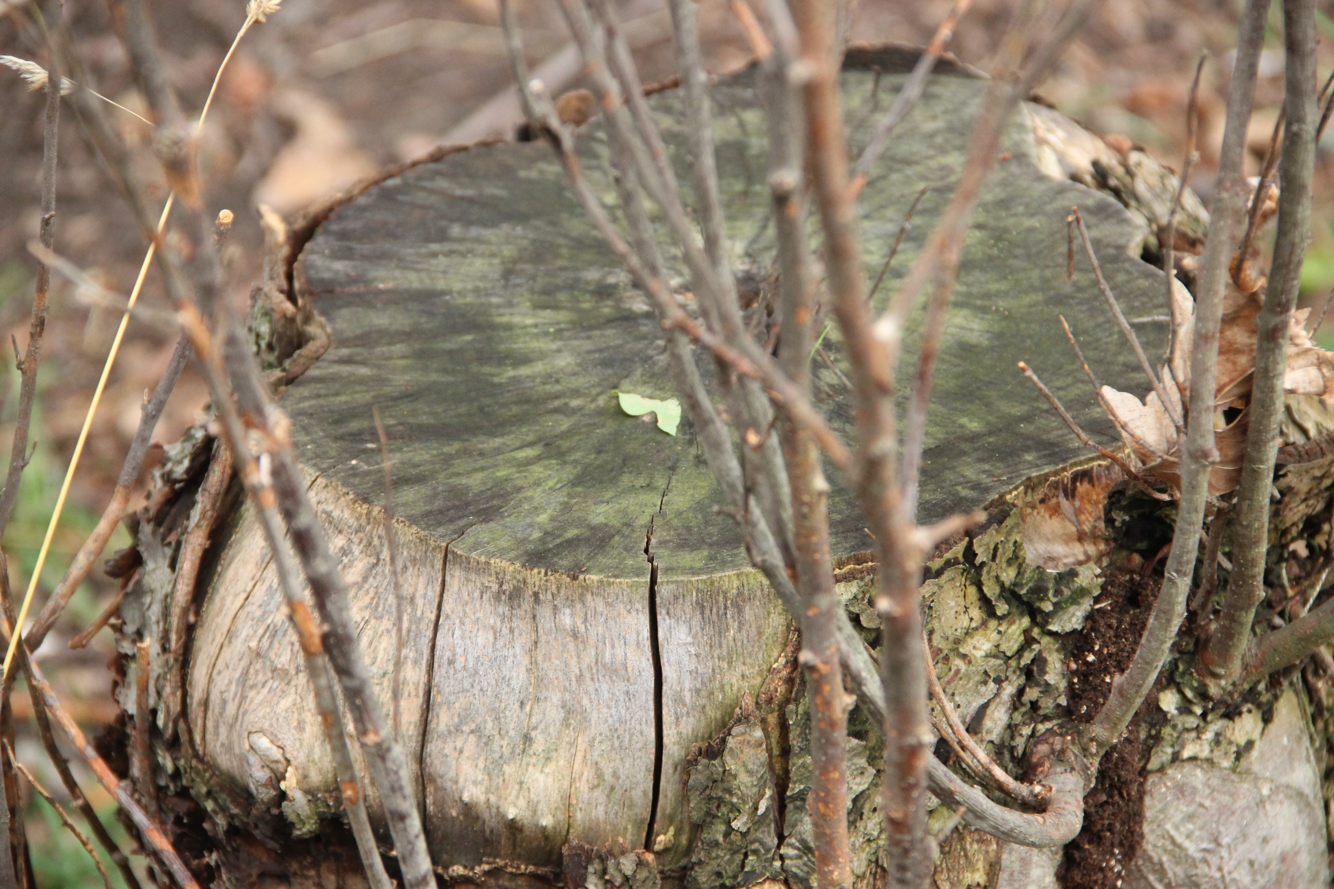 Czech Education Center s.r.o. , Praha IČO 01438701