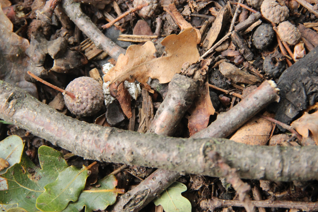 Slovenija center, s.r.o. , Praha IČO 01535048