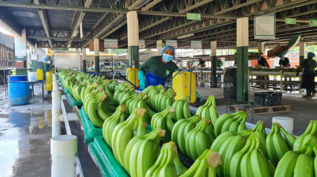 Ekvádorské ministerstvo zemědělství vyšetřuje nerespektování oficiální ceny banánů