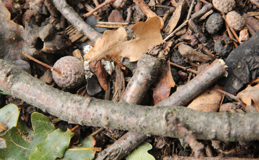 Slovenija center, s.r.o. , Praha IČO 01535048